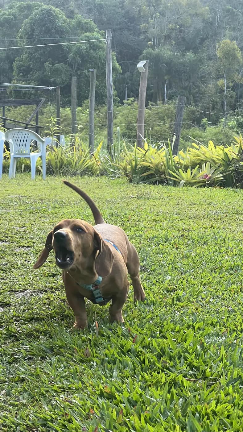 Pet na área externa da pousada