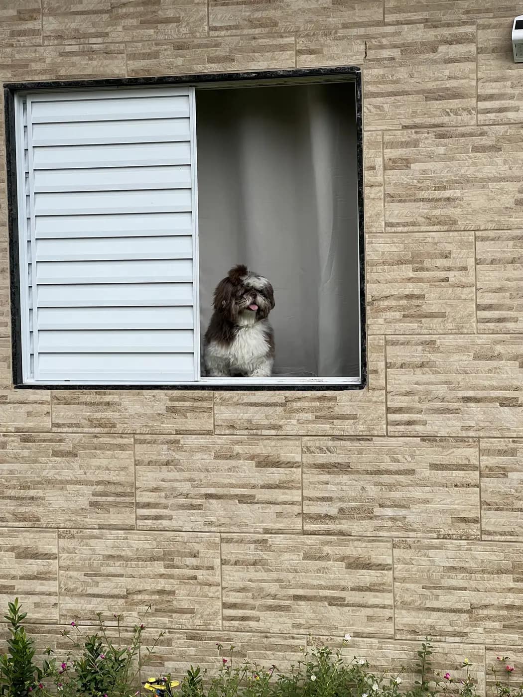 Animal de estimação aproveitando a estadia