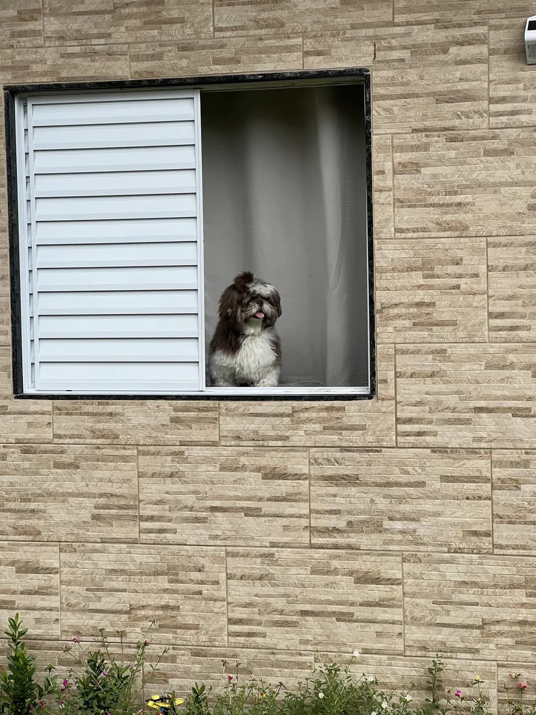 Animal de estimação aproveitando a estadia